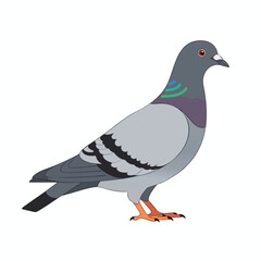 Fototapeta premium Illustration of a Calm Pigeon Bird Standing on a Plain White Background