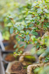 Close-up of a small bonsai tree with green leaves and twisted trunk in soft focus