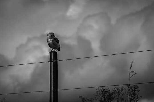 Coruja sob c&eacute;u carregado