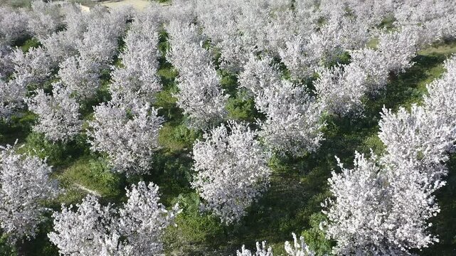Aerial view of almond trees in full bloom in Alicante, Spain. Extensive white blossoms of Comuna variety covering agricultural fields, Mediterranean spring landscape with abundant flowering and rural 