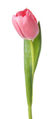 Beautiful one pink tulip isolated on white