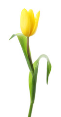 One beautiful yellow tulip isolated on white