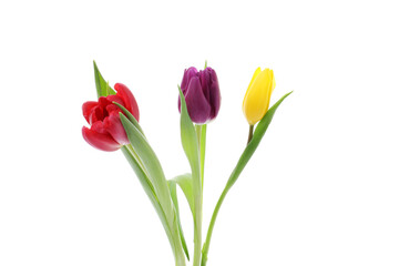 Fototapeta premium Beautiful colorful tulip flowers isolated on white