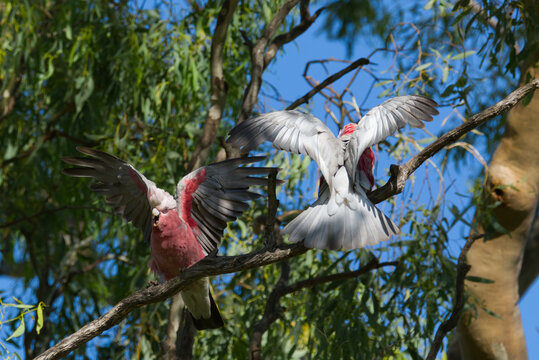 Galahs
