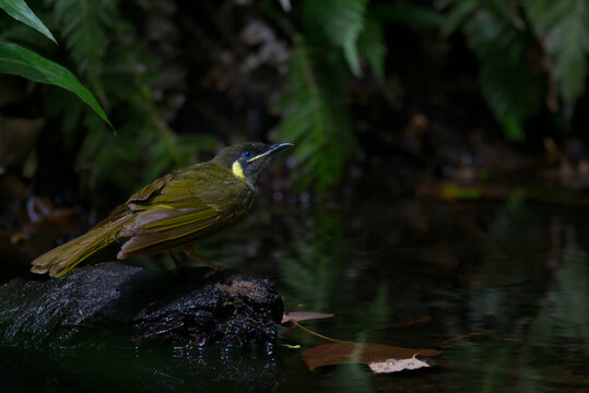 Rainforest Bower Bird