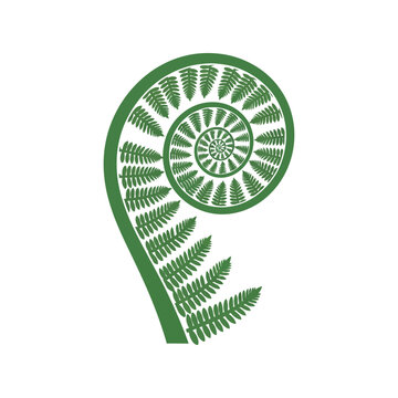 Green fern koru spiral vector clipart isolated on white, botanical nature symbol illustration