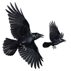 Fototapeta premium Two detailed black ravens in flight with wings spread wide isolated on a transparent background