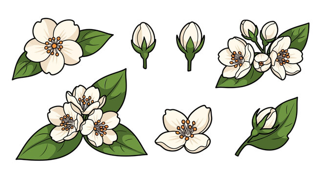 Set of blooming jasmine flowers and buds vector illustrations on white background