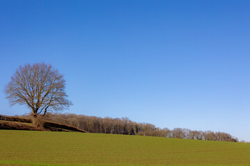 Winter landscape, The terrain of countryside with green grass field on slope hillside, Bare tree in the forest under blue sky, Dutch province of Limburg, Valkenburg aan de Geul and region, Netherlands