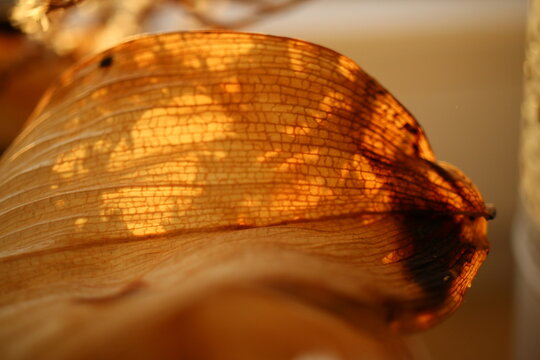 close-up of a leaf, autumn leaf, orange leaf, leaf enlargement, orange, texture, wood, technology, illustration, art, design, light, pattern, concept, digital, yellow, grunge