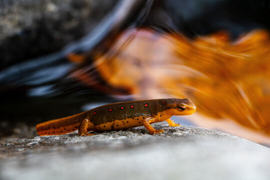 brown subadult eastern newt standing on a rock near water with colorful orange oak leaf zoomed in