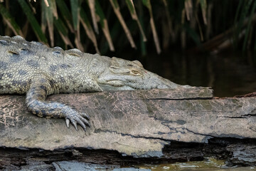 Crocodile among the canals of Tortuguero, Costa Rica