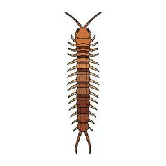 Fototapeta premium Detailed Illustration of a Centipede for Scientific or Educational Use