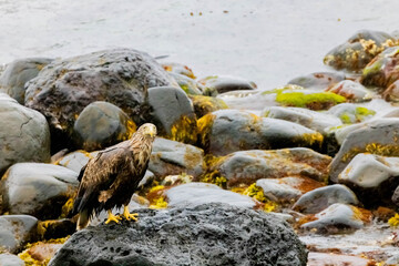 Obraz premium オジロワシ 