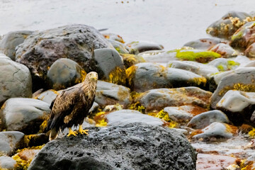 Obraz premium オジロワシ 