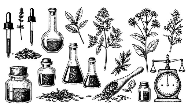 Antique apothecary botanical and glassware engraving vector medicinal plant illustration set