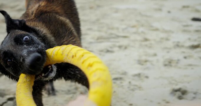 Dog vigorously tugging toy. Energetic canine pulling yellow toy. Vibrant dog tugging on bright yellow rope toy near water. Active dog vigorously pulling on yellow rope toy at beach in motion