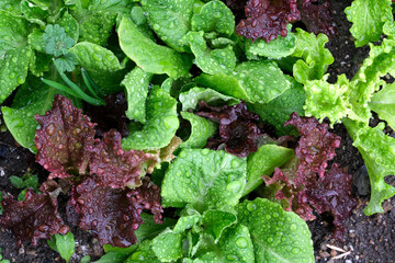 雨上がりの新鮮な野菜