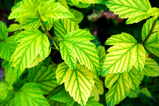 Chlorosis disease of raspberry