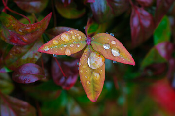 庭木の葉が雨に濡れた風景