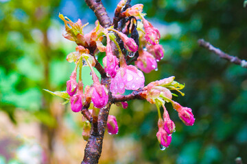 雨上がりの水滴のついた河津桜の蕾