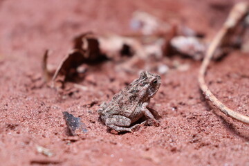 Tiny frog camouflaged in the sandy soil © ALESSANDRO
