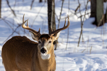 Fototapeta premium Whitetail buck (Odocoileus virginianus) standing in a snow covered forest, looking at the camera, during winter in Wisconsin with harsh sunlight. 