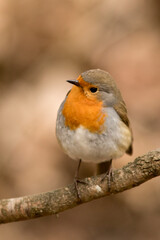 Cute colorful passerine bird European robin, Erithacus rubecula perched on a branch