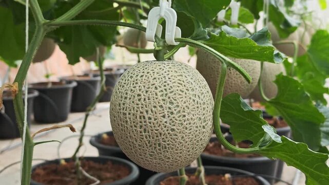 Green cantaloupe melon plants are growing in the greenhouse