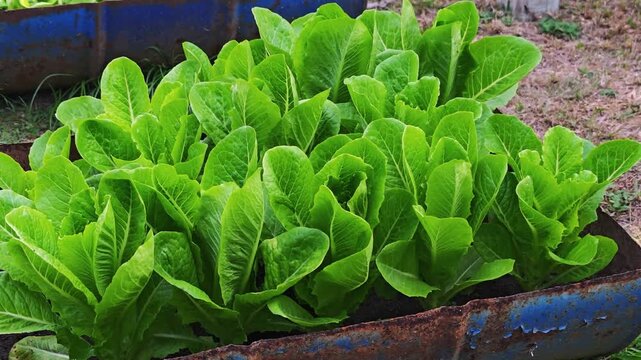 Green cos lettuce in the planting plot.