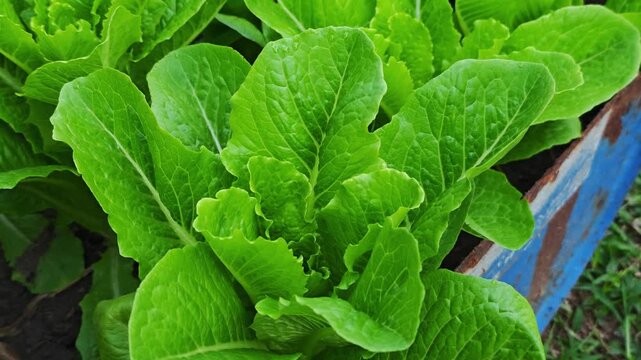 Green cos lettuce in the planting plot.