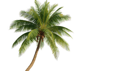 A lone palm tree standing tall against a dark background
