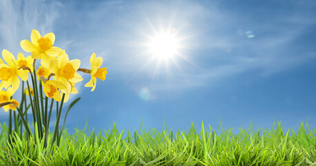 Vibrant daffodils growing among green grass. Spring flowers under blue sky with sun and clouds