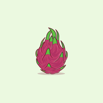 Dragon Fruit Illustration Flat Vector Exotic Tropical Fruit Design