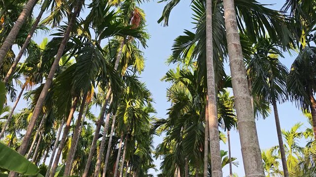 Betel palm garden with rows of betel palm trees.