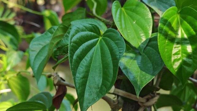 Fresh green betel leaves in the garden.