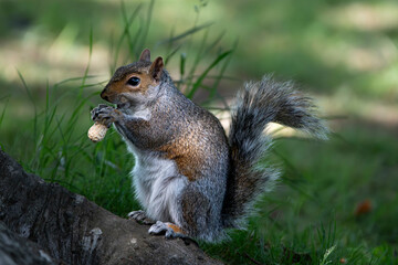 Obraz premium An Eastern Gray Squirrel (Sciurus carolinensis).