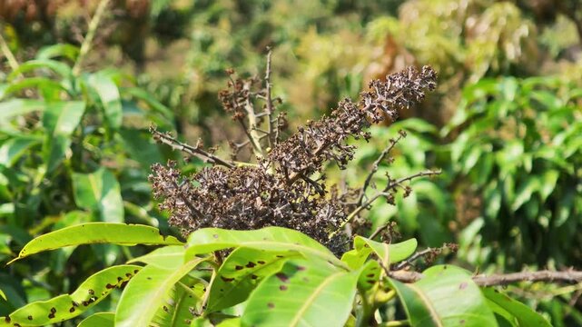 Dried mango flowers on the tree.