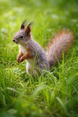Obraz premium A young red squirrel stands in green grass in its natural environment. 