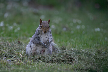 An Eastern Gray Squirrel (Sciurus carolinensis).