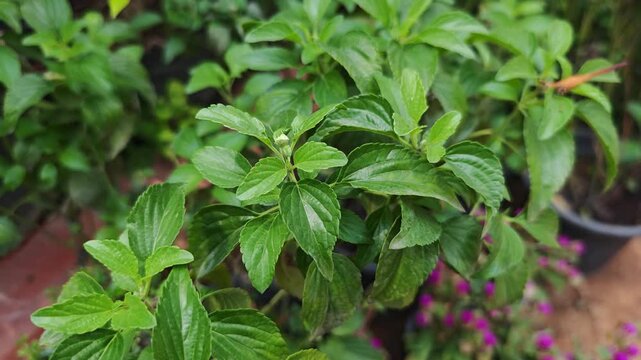 Green peppermint leaves in garden	