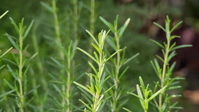 The green rosemary plant in the yard