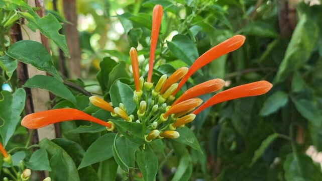 Pyrostegia venusta or orange trumpet vine flowers 