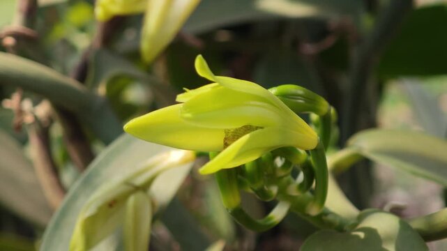 vanilla orchid flowers in outdoor plantation 