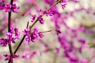 Obraz premium pink blooms on tree