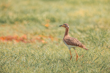 Obraz premium Bush stone-curlew bird walking in green grass