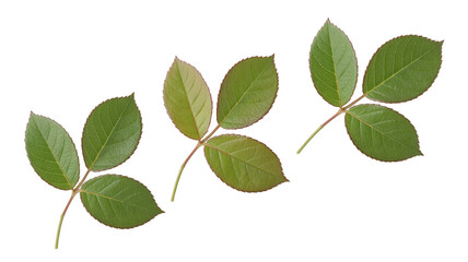 Obraz premium A close-up view of three distinct leaves with varied shapes and shades of green 