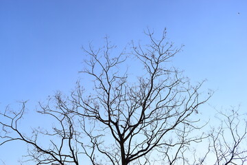 branches of big tree on blue sky background