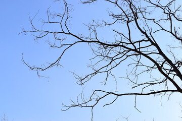 branches of big tree on blue sky background