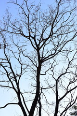 branches of big tree on blue sky background